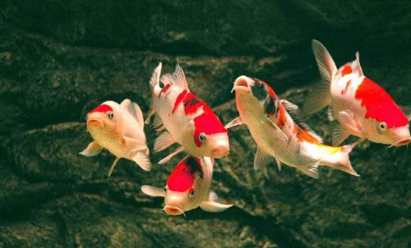 養錦鯉魚需要加鹽嗎？