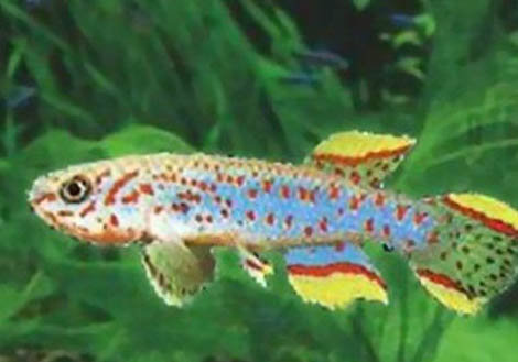 熱帶魚魚糧什么牌子好