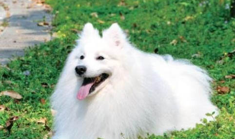 銀狐犬和薩摩耶有五大區別