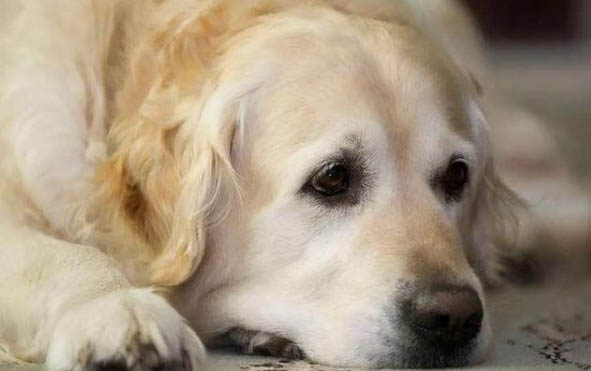 體味最小最干凈的犬