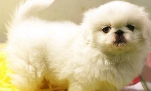 雪橇三傻指的是哪三種犬?