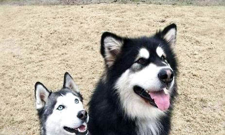 阿拉斯加犬的價格多少錢一只