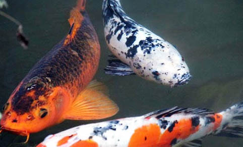 熱帶魚好養(yǎng)的都有哪些品種