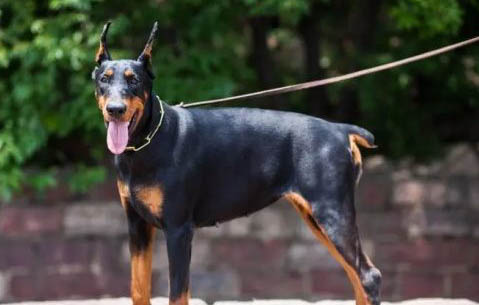 杜賓犬價格是多少一只
