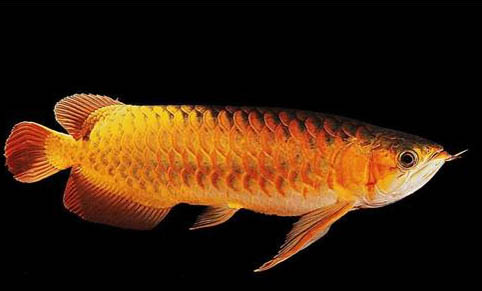 銀龍魚和什么魚混養比較好