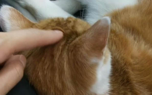 小貓能吃火腿腸么