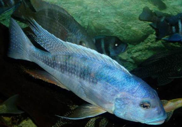 魚缸停電怎么給魚增氧