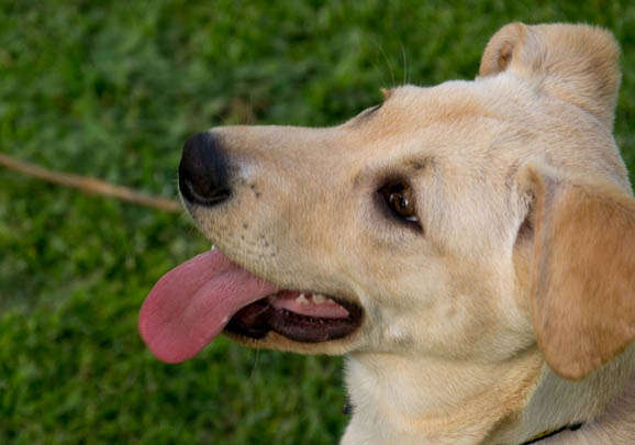 卡南犬拉稀帶血的原因及處理方法