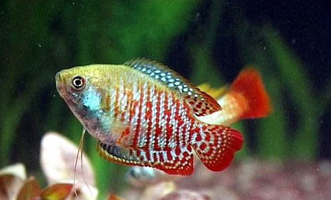 孔雀魚多久換水一次