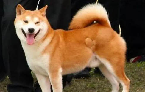 柴犬幾個月才會笑
