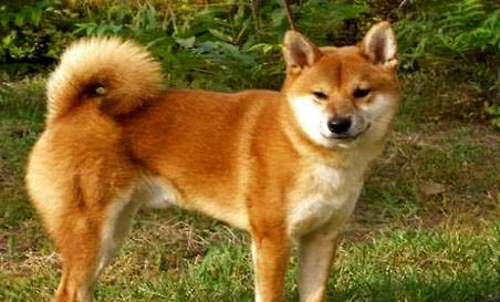 中華田園犬一天吃幾頓