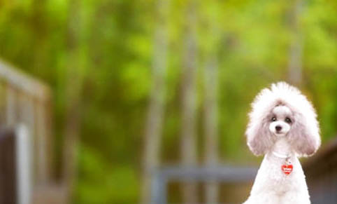 貴賓犬吃什么東西最好