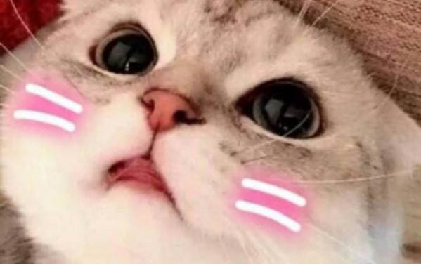 貓像哮喘一樣咳嗽