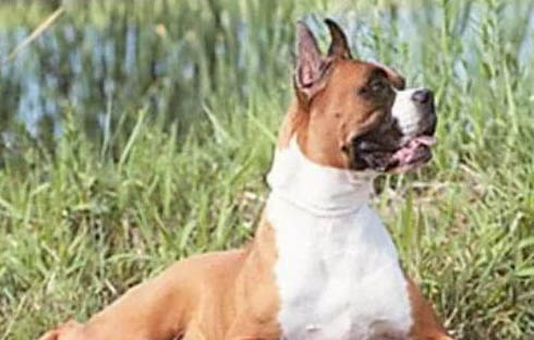 德國拳師犬訓練技巧有哪些