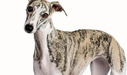 比特犬訓練方法與用藥