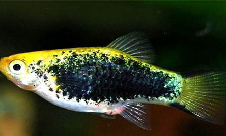金魚除了可以吃飼料,還能吃什么?