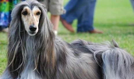 美國水獵犬身體發抖是啥原因