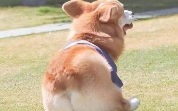 小狗需要體外驅蟲嗎