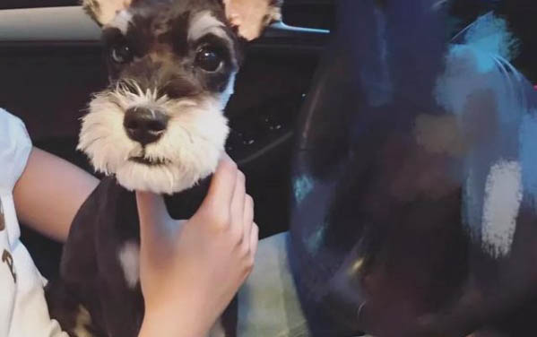 什么狗適合做治愈犬