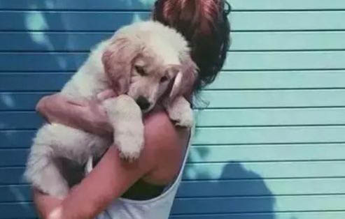 狗狗要多久晚上才不叫