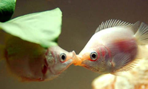 各種由營養(yǎng)不良引發(fā)魚類疾病