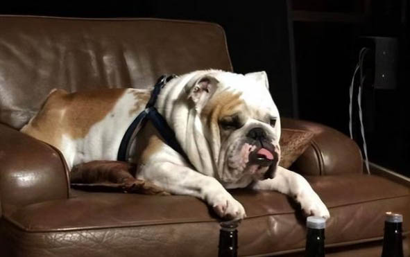 英國斗牛犬支氣管炎可以洗澡嗎