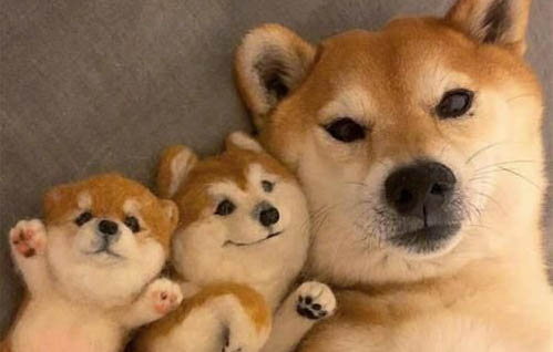 狗腸炎好以后多久可以吃東西