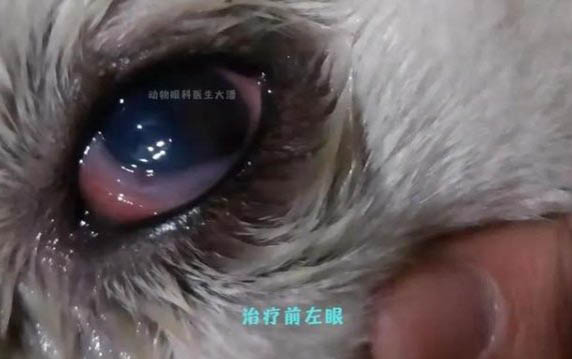 怎么引導(dǎo)狗狗在尿墊上廁所