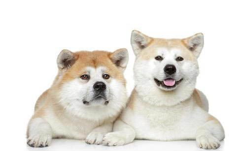 不能養秋田犬的理由是什么