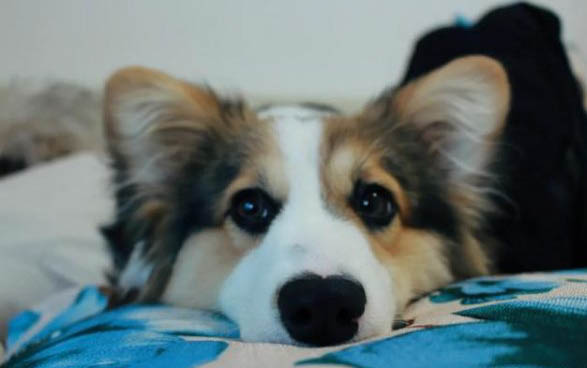 狗狗急性胃炎的癥狀
