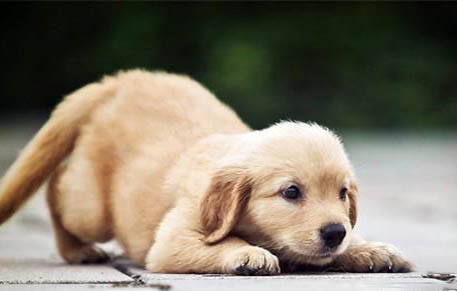 如何照顧生病的幼犬?
