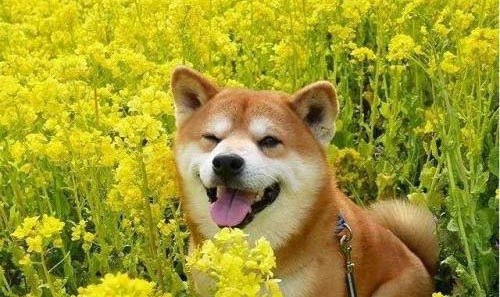 柴犬有體味嗎掉毛嗎
