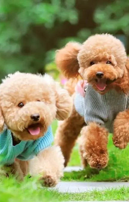 泰迪出生多久可以洗澡?