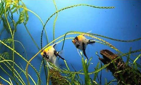 羅漢魚的飼料有哪些