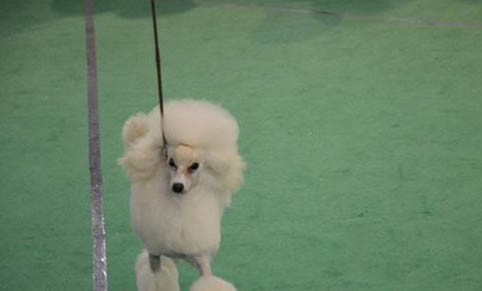 狗狗舔腳趾頭什么原因