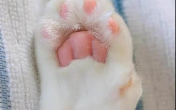 貓咪懷孕吃什么補充營養