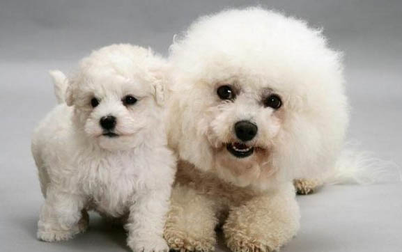 比熊犬耳朵熱是發燒了嗎