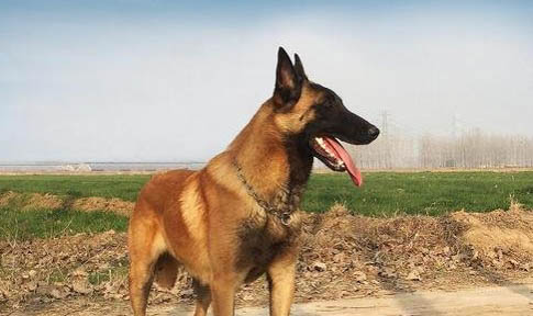 馬犬山區打獵怎么樣
