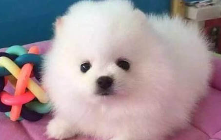狗狗絕育手術價格