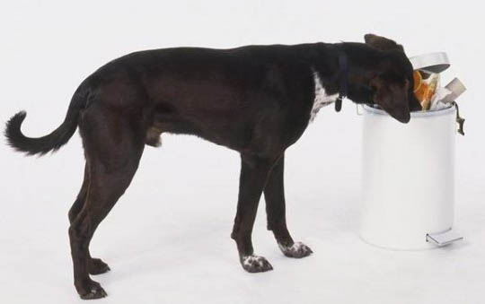 犬種類有哪些