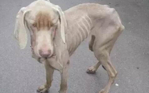 博美犬如何訓練