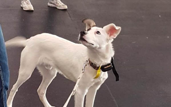 狗狗安眠藥在哪里買