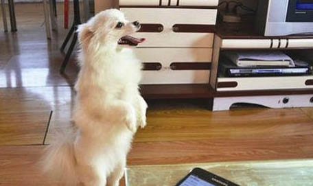 狗狗受涼會嘔吐嗎
