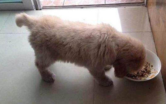 狗狗犬瘟可以自愈嗎會傳染嗎