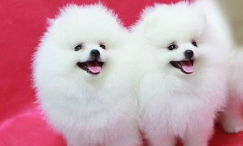 博美犬有狂犬病毒能活多久
