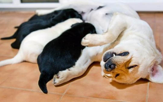 狗感冒睡不著