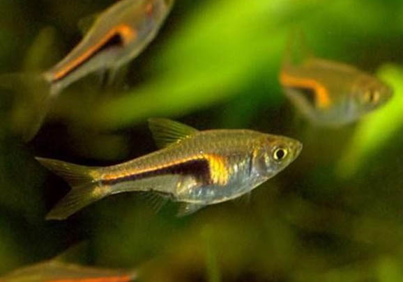 藍三角魚怎么繁殖