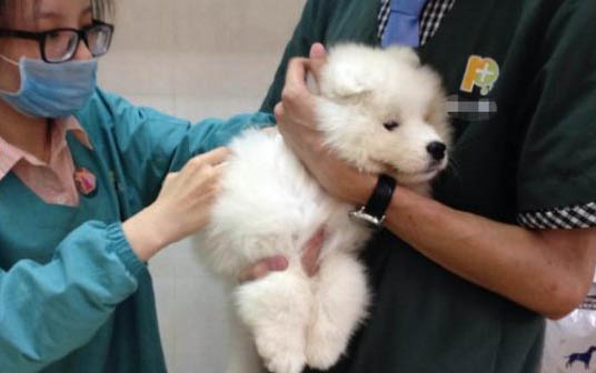 如何讓狗狗快速減肥