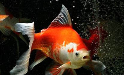 草金魚3厘米長一年能長多大？