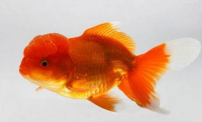 金魚可以和熱帶魚混養(yǎng)嗎